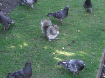 Eekhoorn en duiven in Hyde Park in Londen